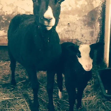 Domek alpejski Hamrikova Staj Dolní Moravice
